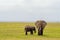 Elephant front view with his cub in the savannah of Amboseli Par