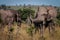 An Elephant full of mud smelling around.