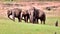 Elephant gang in a green forest.