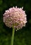 Elephant Garlic Flower Head