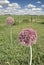 Elephant Garlic Flowers