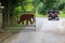 Elephant gate house street and nature background