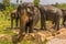 An elephant gets close to spectators at Pinnawala, Sri Lanka, Asia