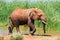 Elephant gets out of a lake