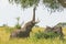 Elephant Getting food from an Acacia tree