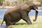 Elephant getting out of water in Chobe riverfront