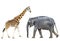 Elephant and giraffe isolated on white background. Elephant and giraffe standing full length. Zoo or safari animals