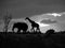 Elephant and Giraffe Silhouette in Africa