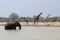 Elephant, giraffes and a Marabou at the waterhole - Namibia Africa