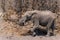 Elephant going for a drink in a dry riverbed