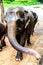 An elephant going with the herd standing with a bath in the nursery of Sri Lanka stretches a trunk to tourists in search of delica