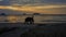 Elephant going at sunset among the beach