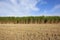 Elephant grass and stubble