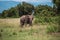 Elephant graze in the bushes among the candelabra trees