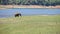 Elephant Grazes on Meadow by Lake in Indian National Park