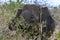 An elephant grazing amongst bushland in the Uda Walawe National Park in Sri Lanka.