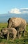 Elephant grazing below Kilimanjaro