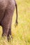 Elephant grazing on the open savannah of kenya