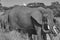 Elephant Group Amboseli - Big Five Safari -Herons African bush elephant Loxodonta africana black and white