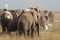 Elephant Group Amboseli - Big Five Safari white Heron African bush elephant Loxodonta africana