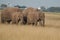 Elephant Group Amboseli - Big Five Safari white Heron African bush elephant Loxodonta africana