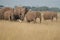 Elephant Group Amboseli - Big Five Safari white Heron African bush elephant Loxodonta africana