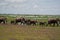 Elephant Group Amboseli - Big Five Safari white Heron African bush elephant Loxodonta africana