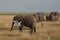 Elephant Group Amboseli - Big Five Safari white Heron African bush elephant Loxodonta africana