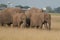 Elephant Group Amboseli - Big Five Safari white Heron African bush elephant Loxodonta africana