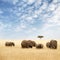 Elephant group in the grassland of the Masai Mara