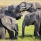 Elephant group interacting with each other