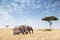 Elephant group in the Masai Mara