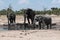 Elephant group at a waterhole in Chope National Park in Botswana