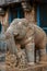 Elephant guarding the cave Ganesha Gumpha Udaygiri Caves,