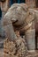 Elephant guarding the cave Ganesha Gumpha Udaygiri Caves,