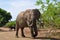 Elephant guarding the road,Kruger national park,