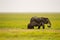 Elephant half immersed in the marshes