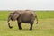 Elephant half immersed in the marshes of Amboseli