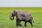 Elephant half immersed in the marshes of Amboseli