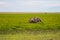Elephant half immersed in the marshes of Amboseli Park