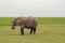 Elephant half immersed in the marshes of Amboseli Park