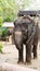 Elephant in harness for trekking closeup