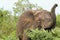 Elephant having lunch