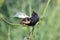 Elephant hawk moth caterpillar Deilephila elpenor