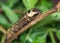 Elephant hawk-moth (Deilephila elpenor) caterpillar