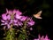 Elephant hawk moth flying in a summer night