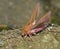 Elephant Hawkmoth