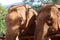 Elephant head. Baby elephant raising its trunk.