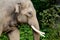 Elephant head close side profile portrait against green background, with visible white tusks or modified second incisors