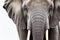 An elephant head close-up shot on white background